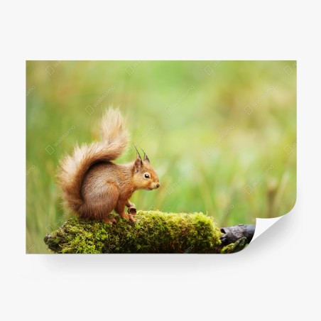 Fototapeta ruda wiewiórka na mchu – Wallissimo®