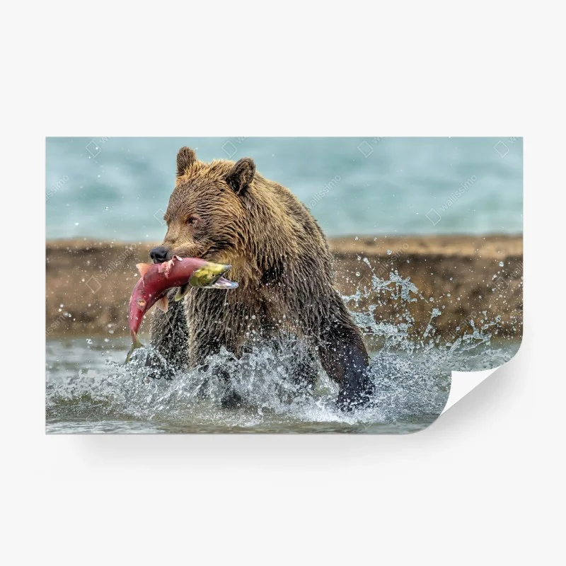 Fototapeta niedźwiedź łapiący łososia w rzece