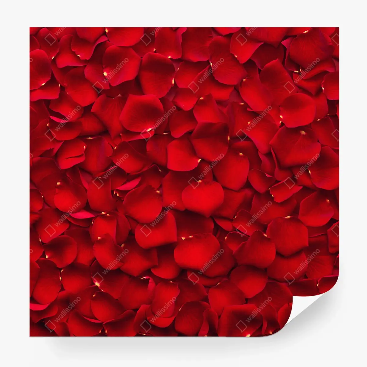 Fototapeta czerwone płatki róż tło – Wallissimo® Fototapeta czerwone płatki róż tło – Wallissimo®