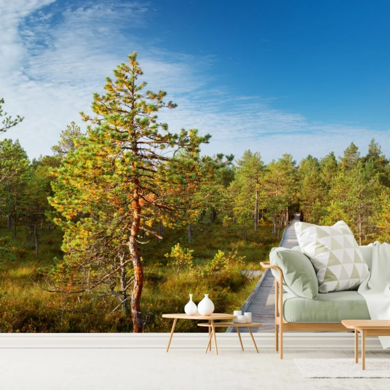 Fototapeta słoneczna kładka w sosnowym lesie