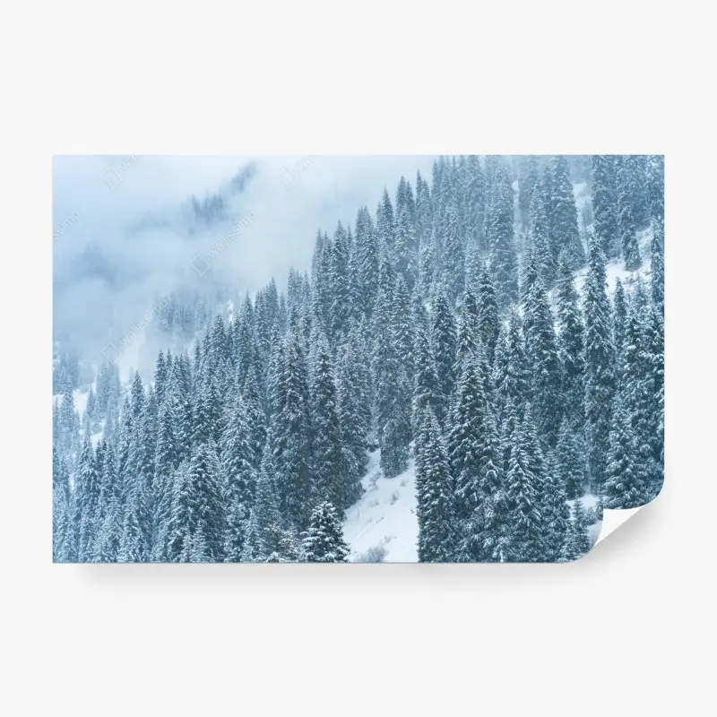 Fototapeta mglisty ośnieżony las sosnowy