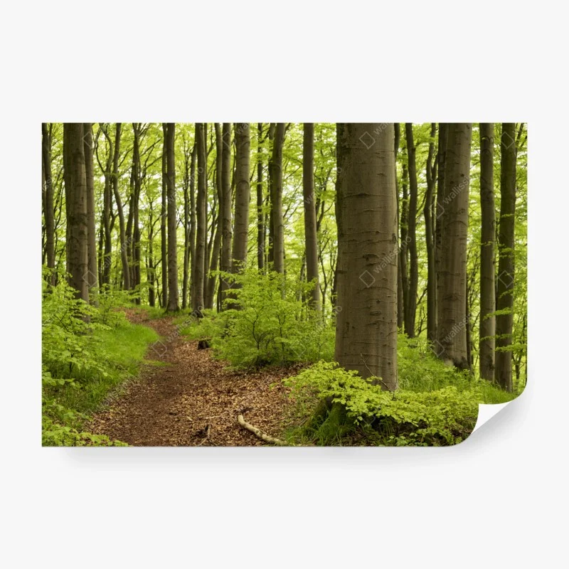 Fototapeta spokojna zielona ścieżka leśna