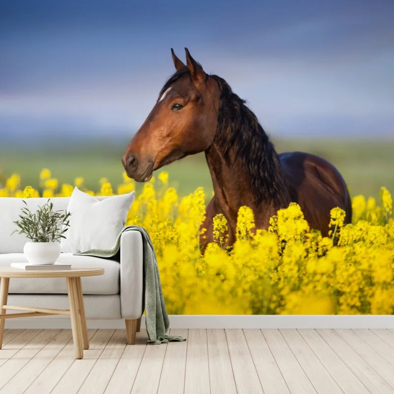 Fototapeta gniady koń na polu rzepaku