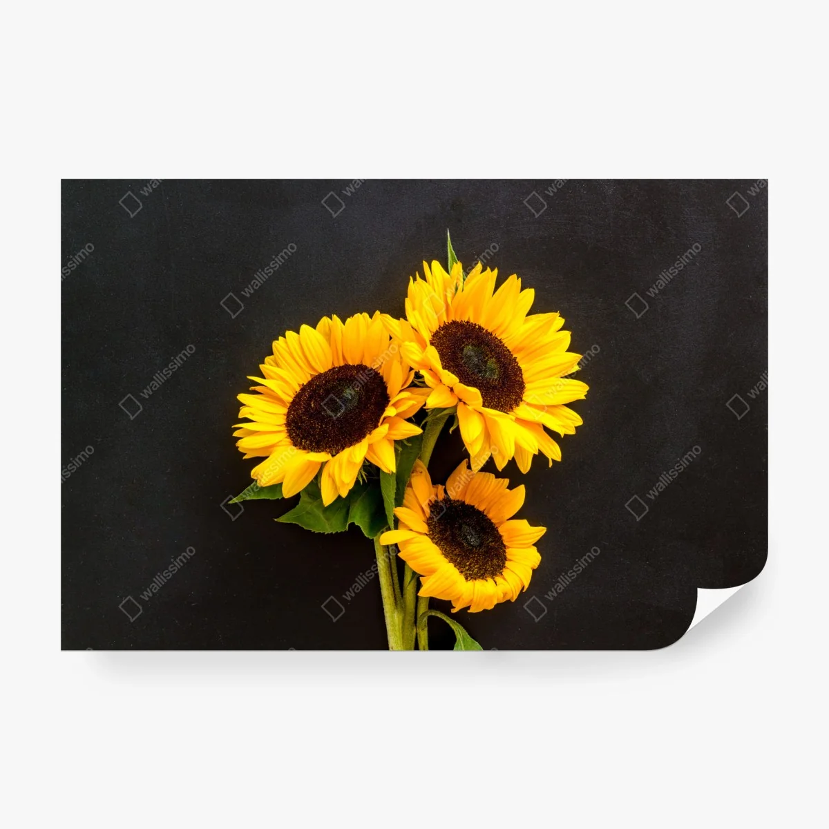 Fototapeta słoneczniki na czarnym tle – Wallissimo® Fototapeta słoneczniki na czarnym tle – Wallissimo®