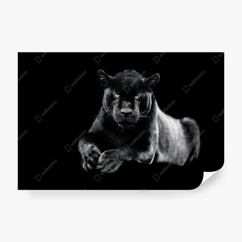 Fototapeta portret czarnej pantery na czarnym tle