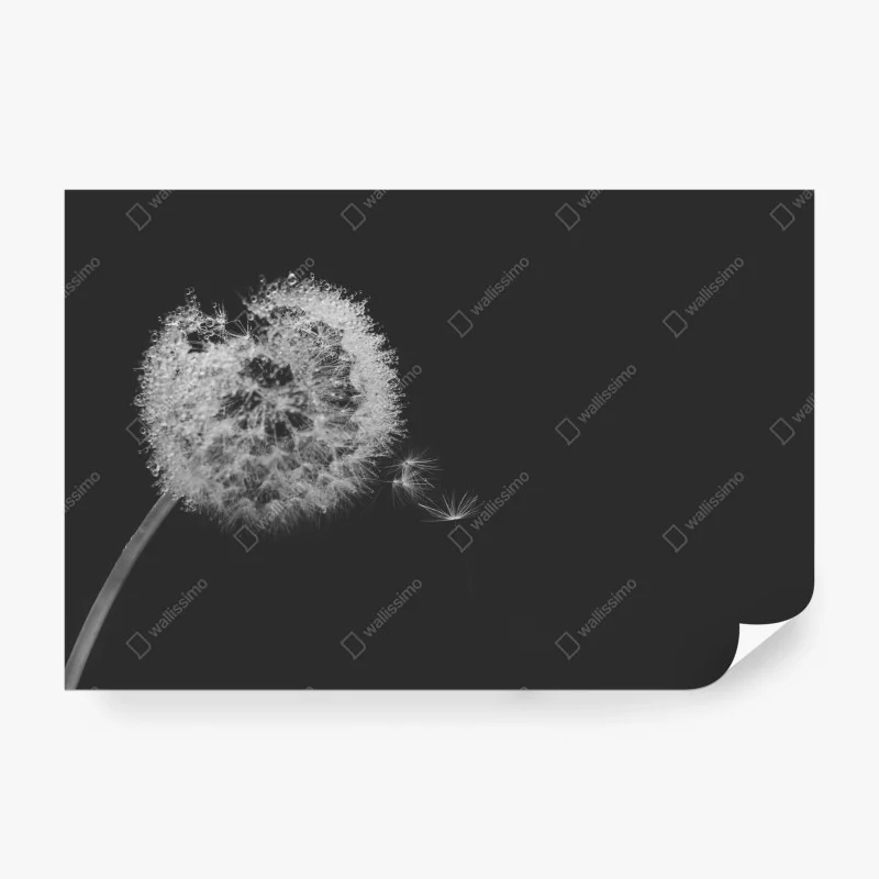 Fototapeta delikatny dmuchawiec w monochromie