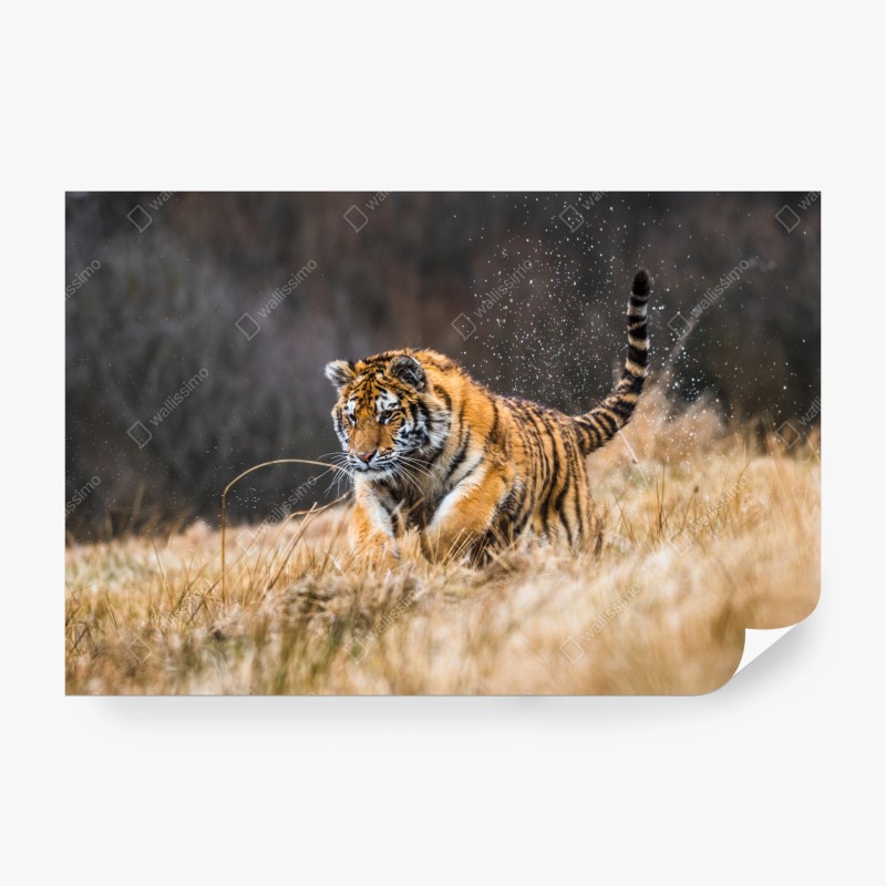 Fototapeta tygrys Syberyjski w biegu