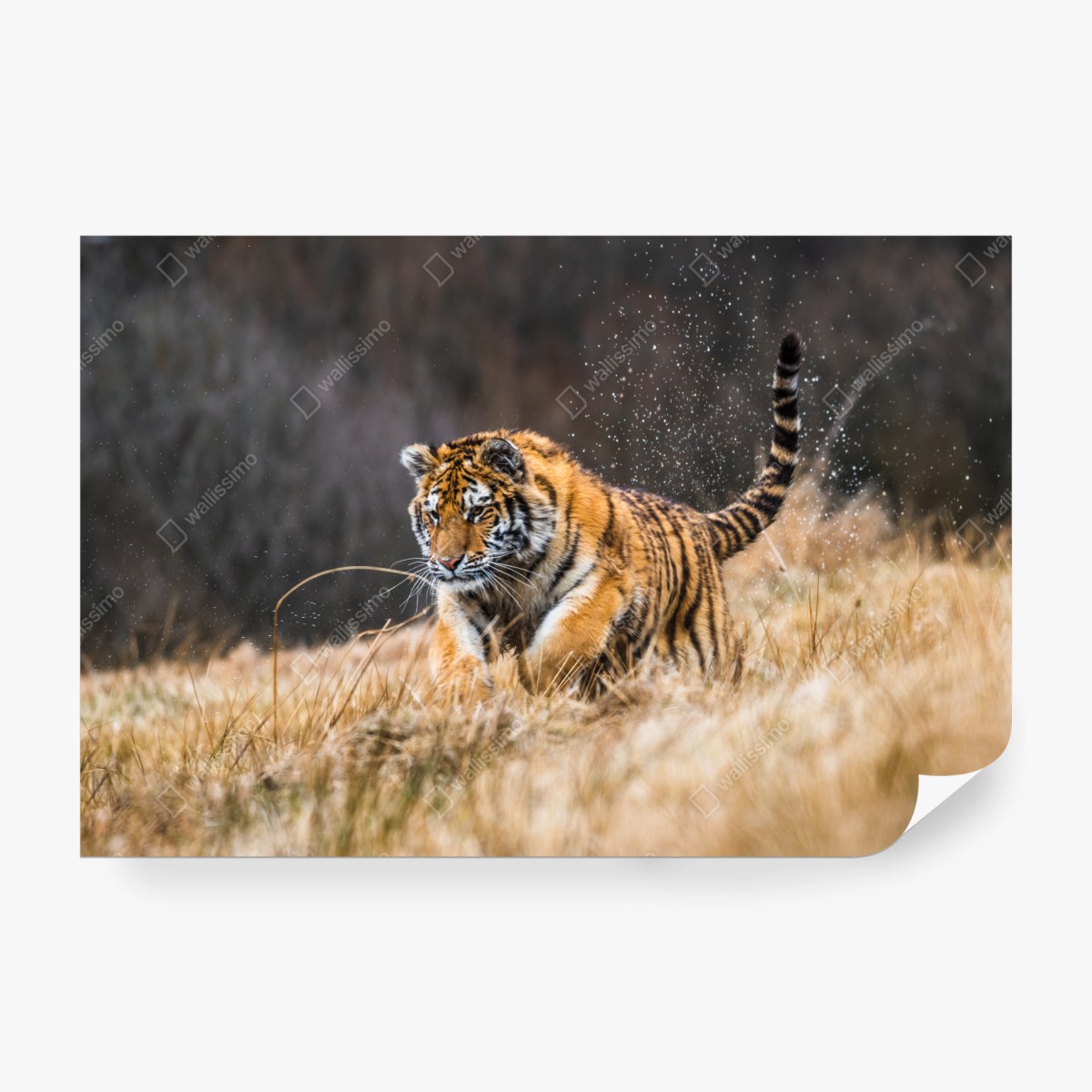 Fototapeta tygrys Syberyjski w biegu – Wallissimo®