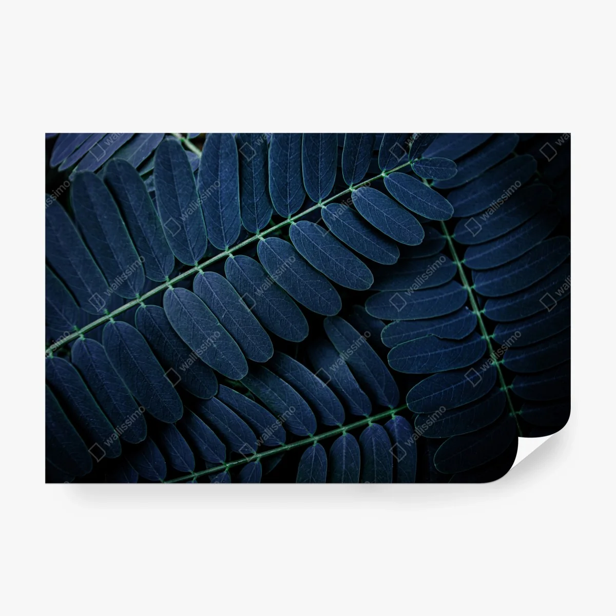 Fototapeta niebieski wzór liści – Wallissimo® Fototapeta niebieski wzór liści – Wallissimo®