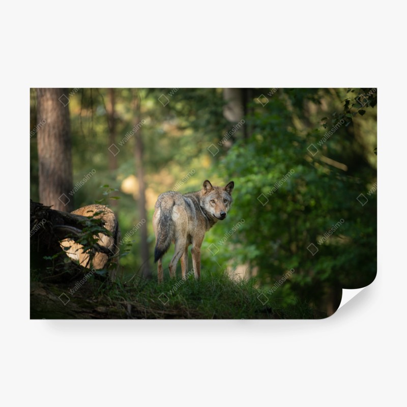 Fototapeta wilk w leśnej polanie