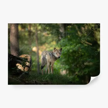 Fototapeta wilk w leśnej polanie – Wallissimo®