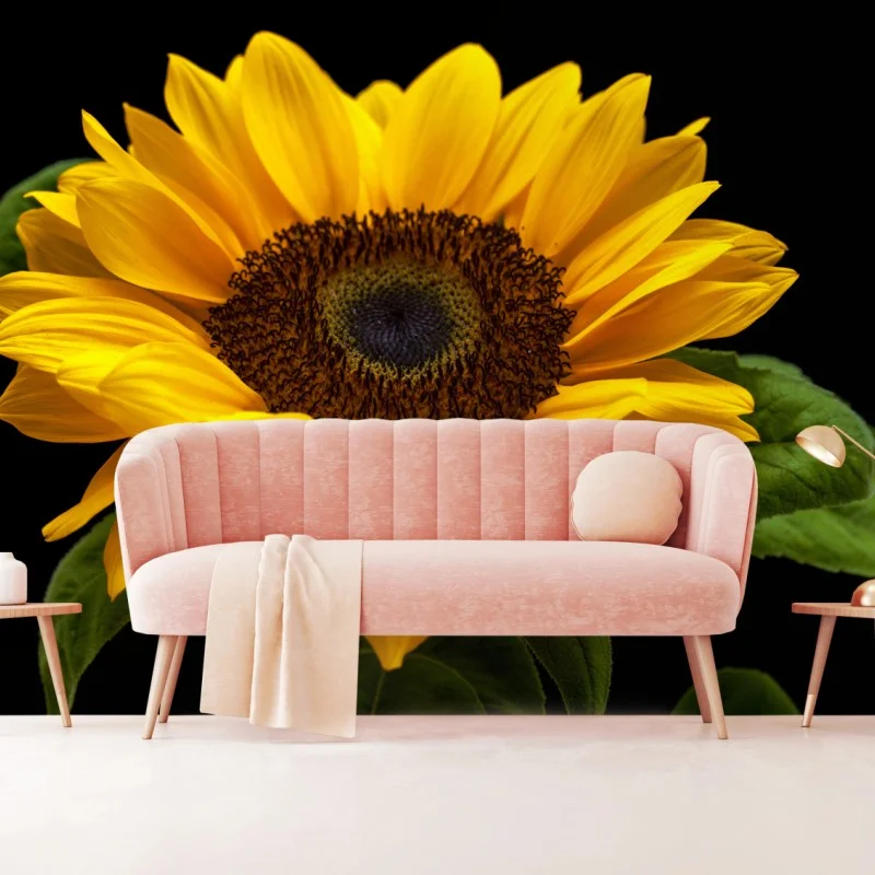 Fototapeta żywy słonecznik na czarnym tle