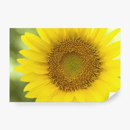 Fototapeta zbliżenie słonecznika – Wallissimo®