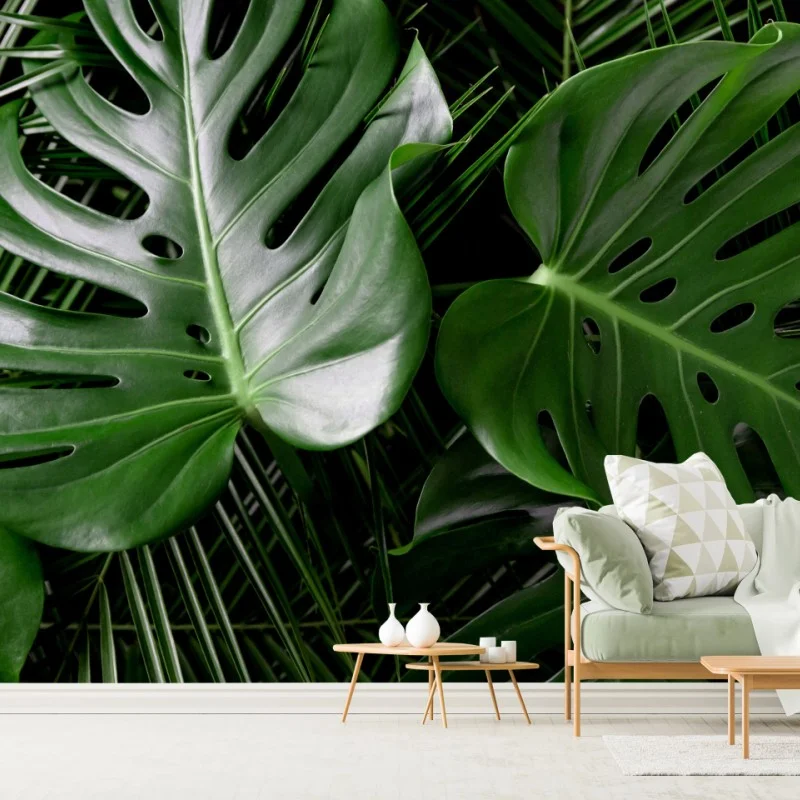 Fototapeta bujne liście monstery