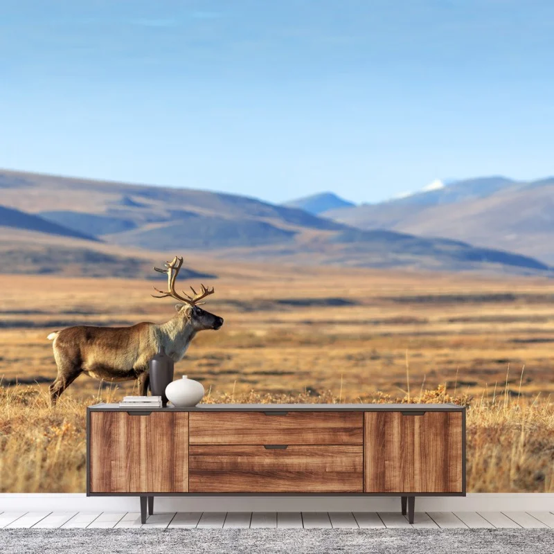 Fototapeta samotny renifer w tundrze w Czukotce