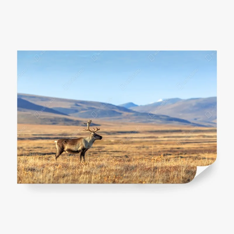 Fototapeta samotny renifer w tundrze w Czukotce