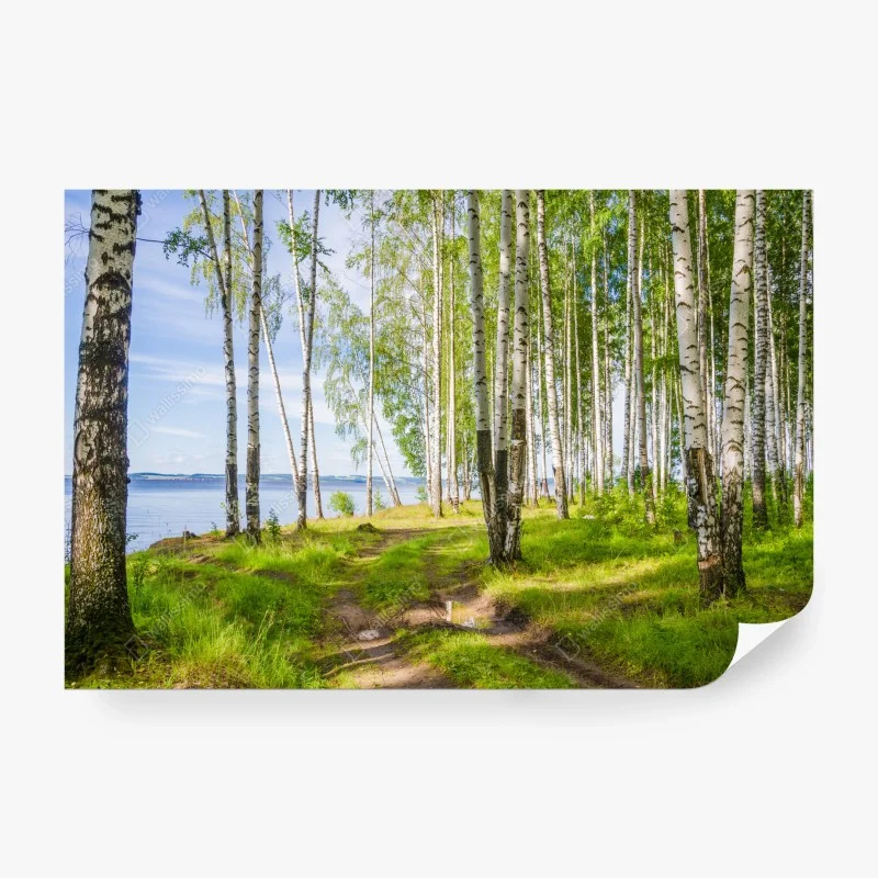 Fototapeta słoneczny zagajnik brzozowy nad wodą