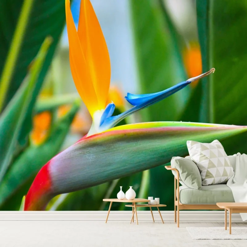 Fototapeta żywy kwiat ptaka rajskiego