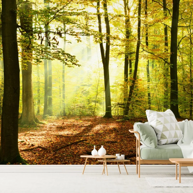 Fototapeta złoty jesienny las o poranku