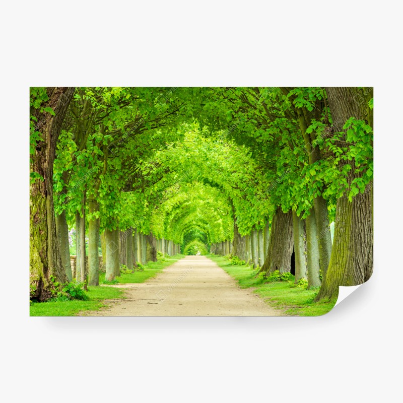 Fototapeta zielony tunel drzew