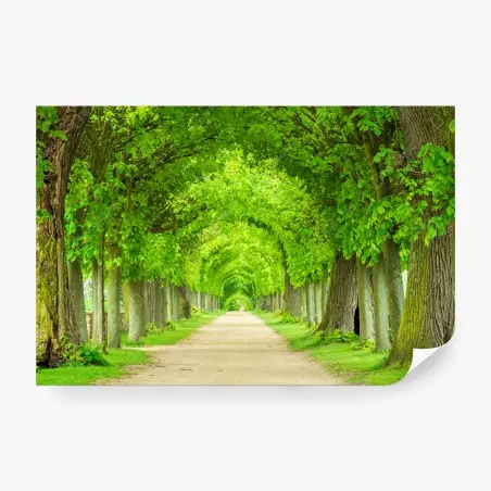 Fototapeta zielony tunel drzew – Wallissimo®