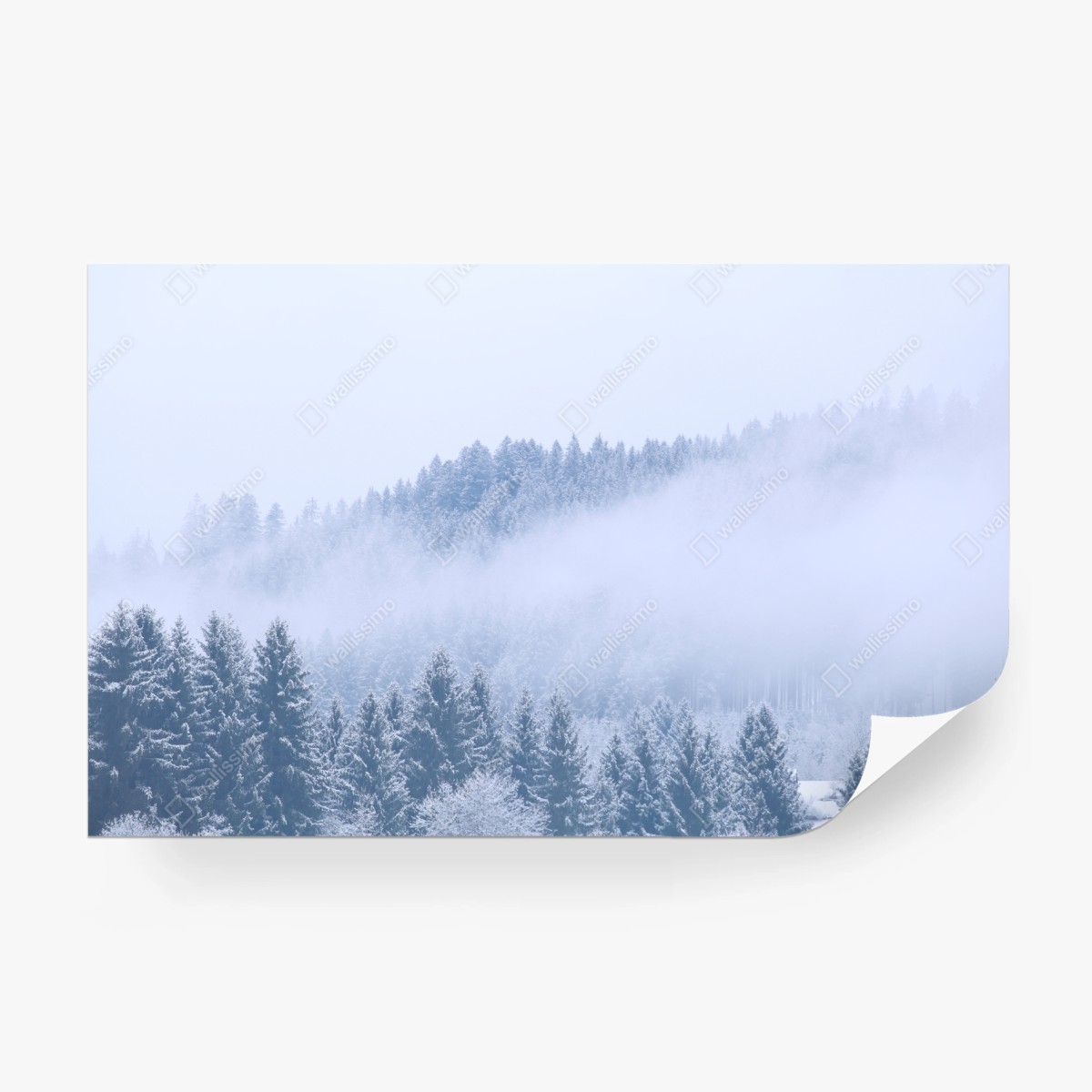 Fototapeta zimowa mgła nad lasem iglastym – Wallissimo®