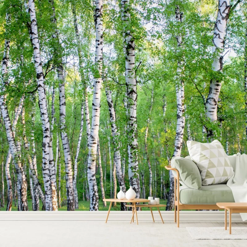 Fototapeta spokojny brzozowy gaj latem