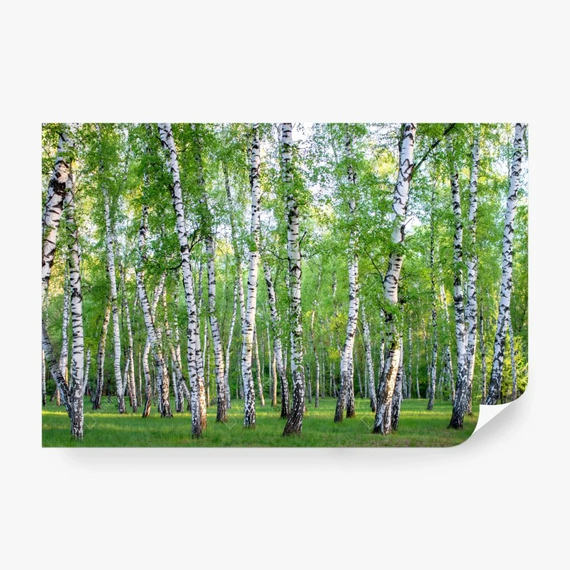 Fototapeta spokojny brzozowy gaj latem