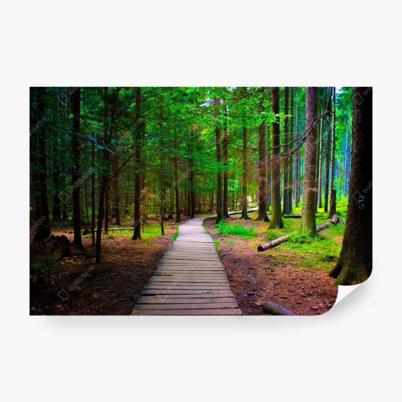 Fototapeta spokojna leśna kładka