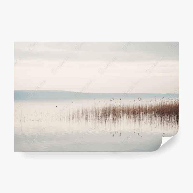 Fototapeta spokojne trzcinowisko nad jeziorem
