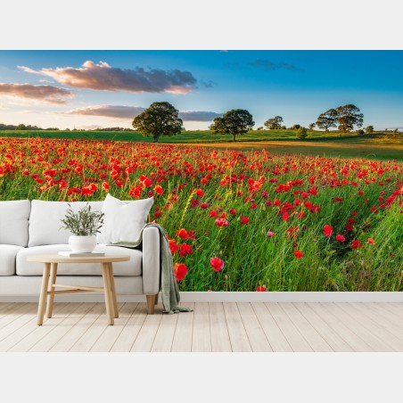 Fototapeta pole czerwonych maków koło Corbridge – Wallissimo®