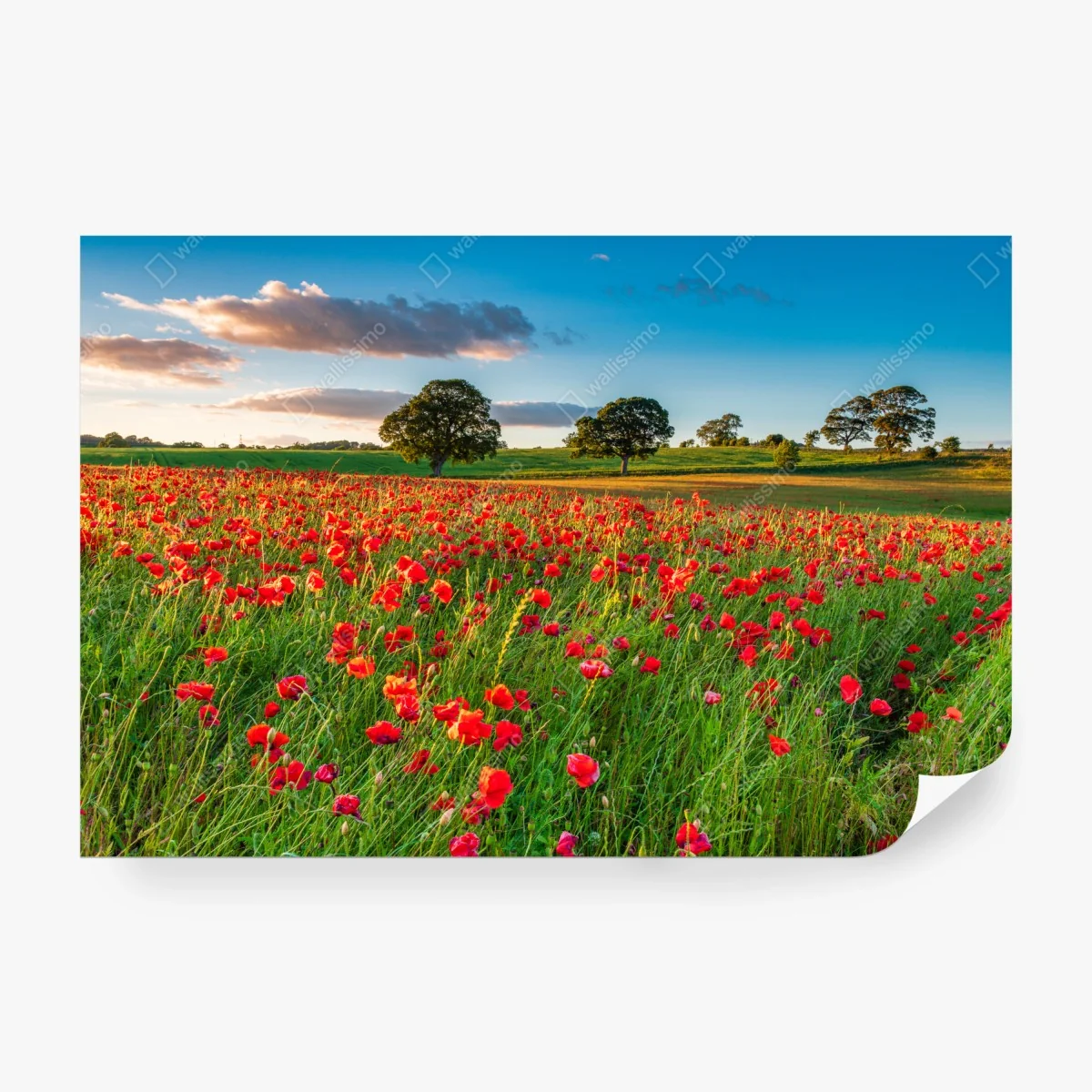 Fototapeta pole czerwonych maków koło Corbridge – Wallissimo®