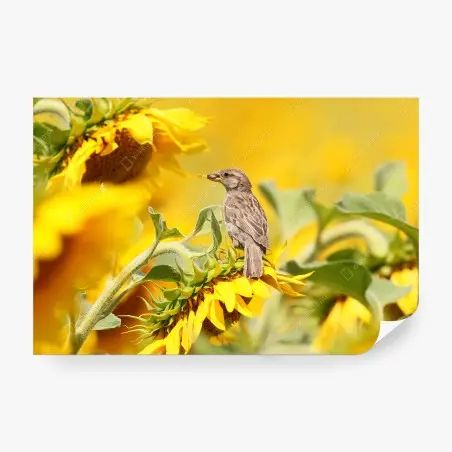 Fototapeta wróbel na słoneczniku – Wallissimo®
