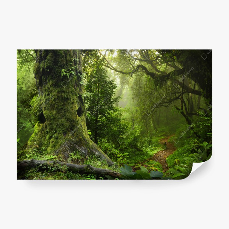 Fototapeta stara leśna ścieżka