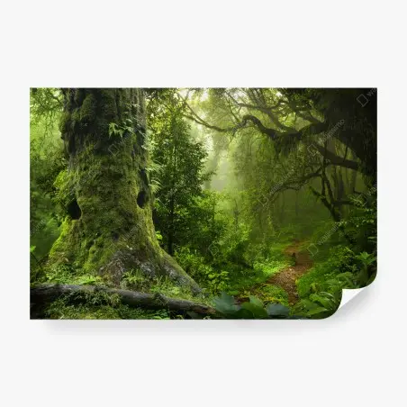 Fototapeta stara leśna ścieżka – Wallissimo®