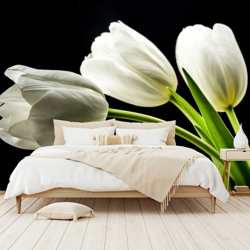 Fototapeta eleganckie białe tulipany na czarnym tle