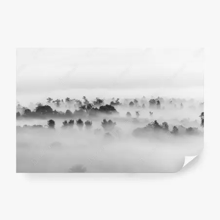Fototapeta mglisty las czarno-biały – Wallissimo®