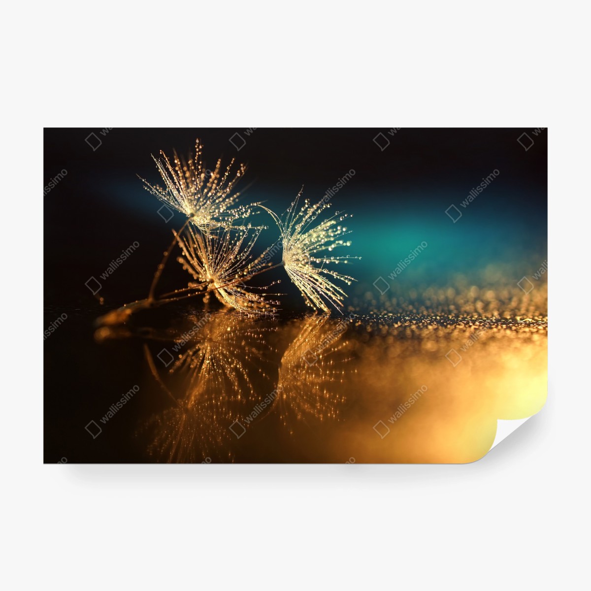 Fototapeta złote odbicie dmuchawca – Wallissimo®