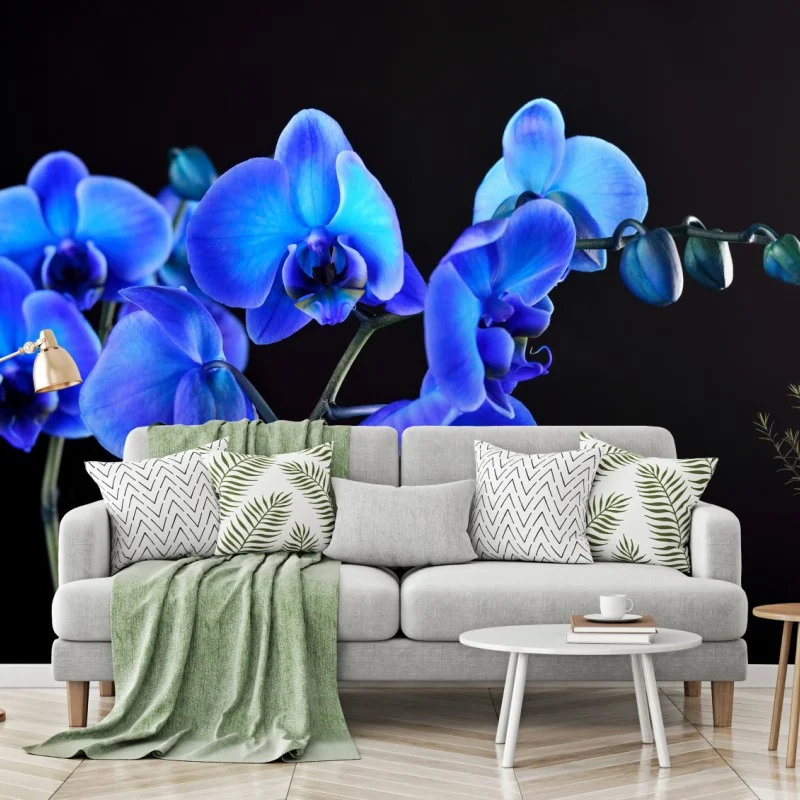 Fototapeta intensywna niebieska orchidea na czarnym tle – Wallissimo® Fototapeta intensywna niebieska orchidea na czarnym tle – Wallissimo®