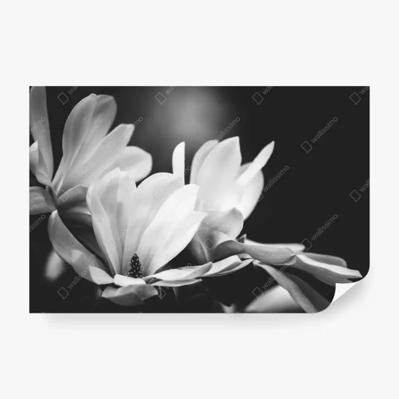 Fototapeta czarno-biała magnolia w zbliżeniu