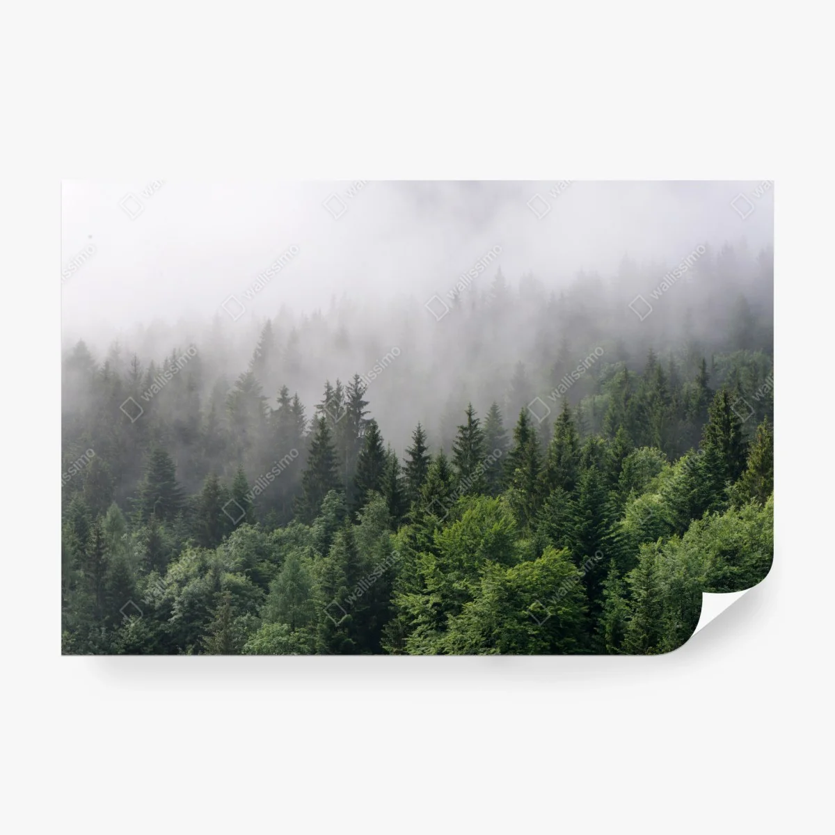 Fototapeta mglisty las iglasty panorama – Wallissimo®
