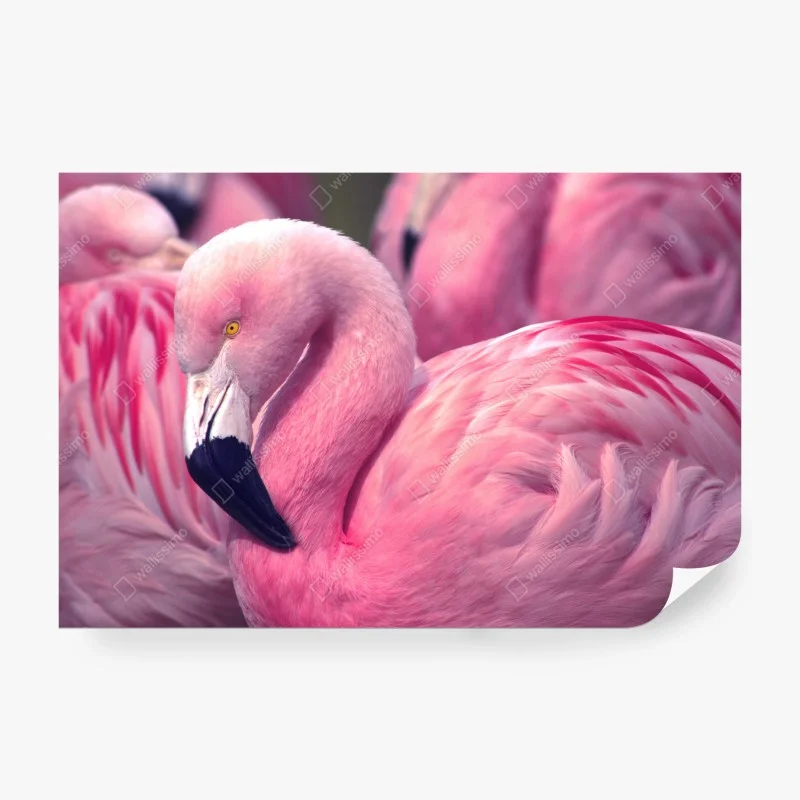 Fototapeta różowy flaming z bliska – Wallissimo® Fototapeta różowy flaming z bliska – Wallissimo®