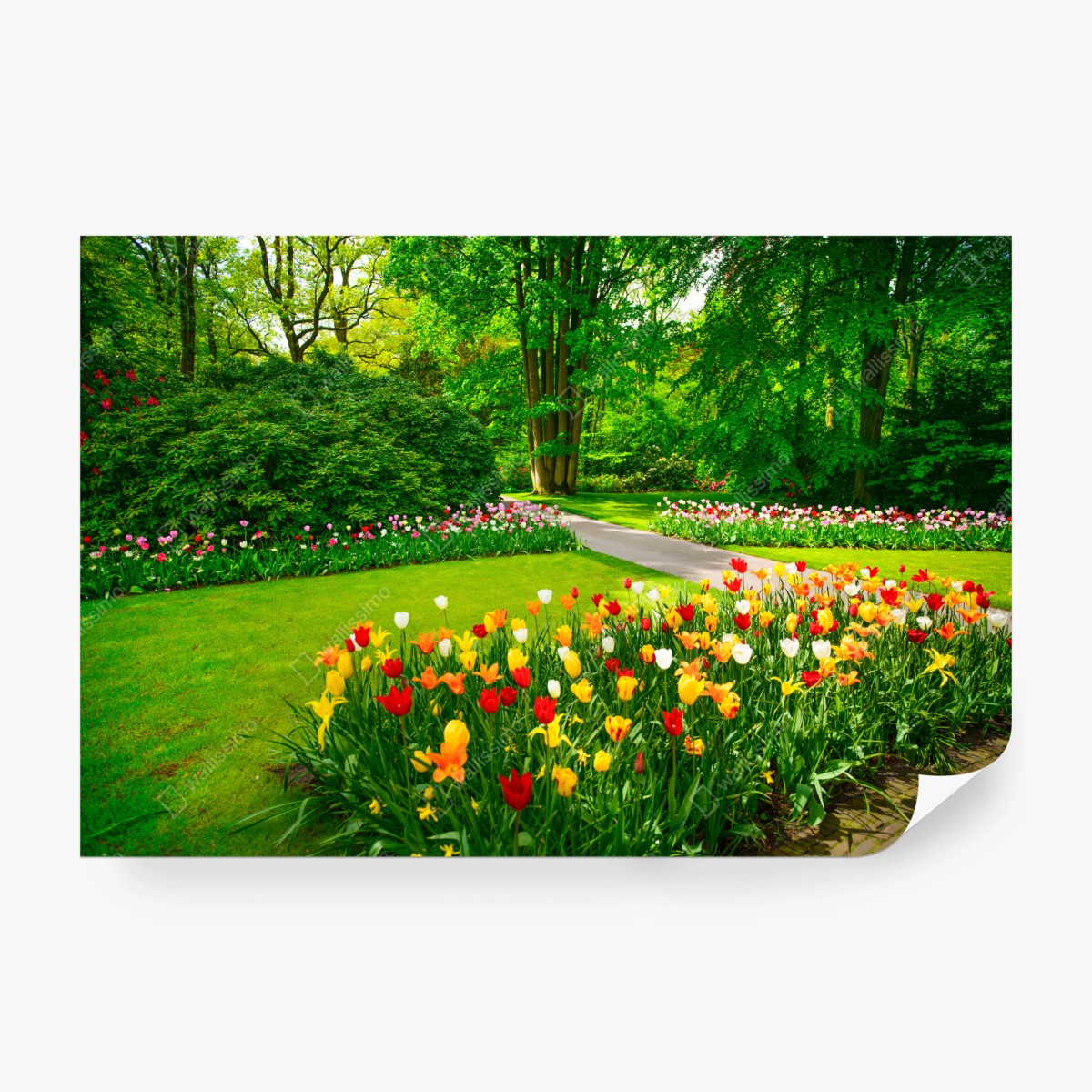 Fototapeta żywy ogród tulipanów w Keukenhof – Wallissimo®
