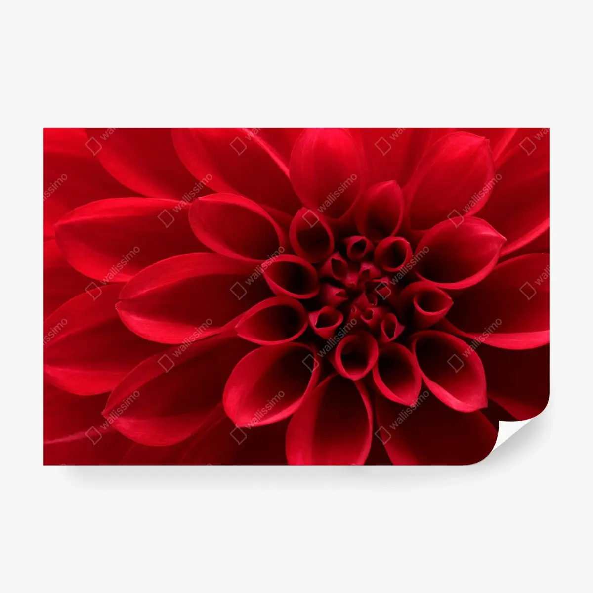 Fototapeta zbliżenie czerwonej dalii – Wallissimo®