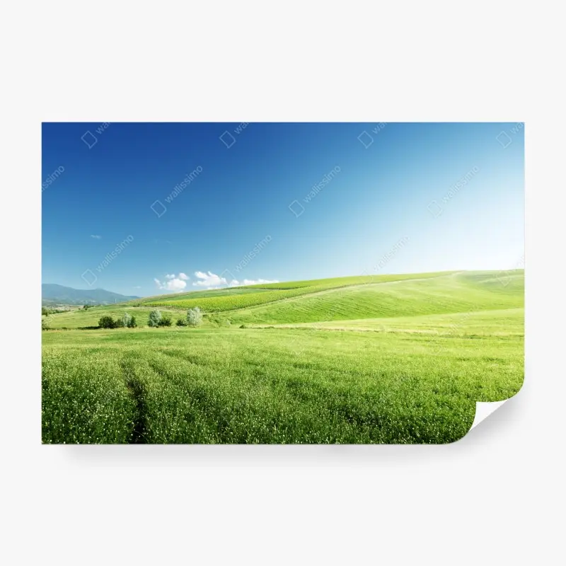 Fototapeta spokojna zielona łąka – Wallissimo® Fototapeta spokojna zielona łąka – Wallissimo®