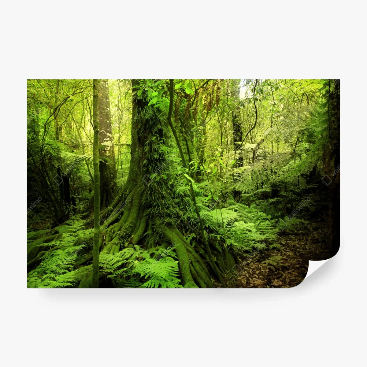 Fototapeta bujna tropikalna dżungla – Wallissimo®