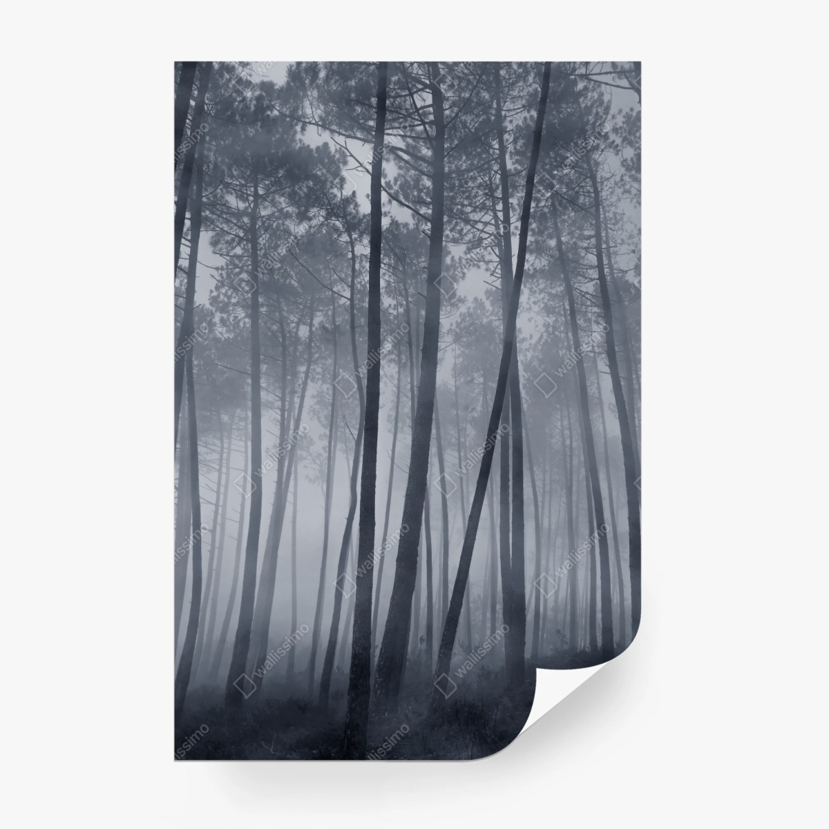 Fototapeta mglisty sosnowy las nocą – Wallissimo®