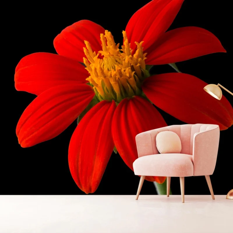 Fototapeta żywy słonecznik meksykański na czarnym tle