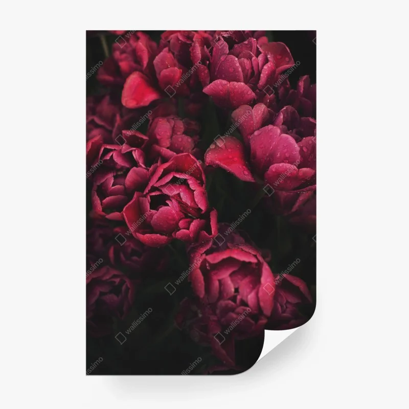Fototapeta głębokie bordowe kwiaty z kroplami wody