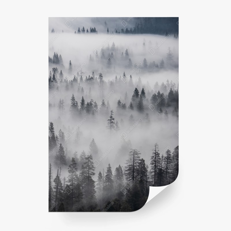 Fototapeta mglisty las sosnowy